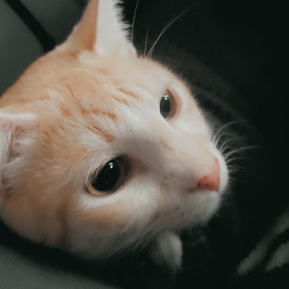 Meet your Posher, Nor - Picture 1 of 1